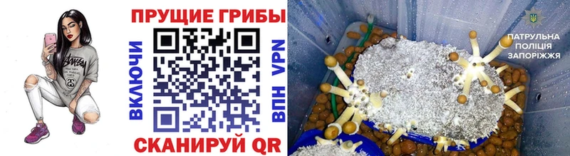 закладки  Нолинск  Галлюциногенные грибы Cubensis 
